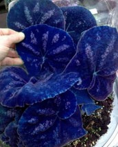 SG 25 Seeds Navy Blue Coleus Flowers Easy to Grow Garden - $4.43