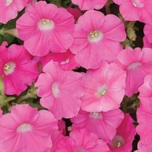 Shock Wave Rose Trailing Petunia 25 Pelleted Seeds Garden USA Seeds - £12.02 GBP