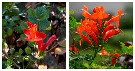 50 Seeds Red Campsis Trumpet Flower Garden - $34.98