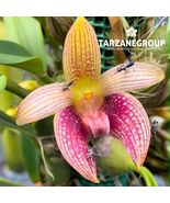 BULBOPHYLLUM FACETUM SMALL ORCHID POTTED - $37.00