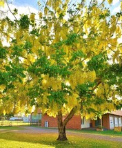 Cassia fistula, rare GOLDEN SHOWER TREE gold rush yellow flower seed 10 seeds - £7.83 GBP