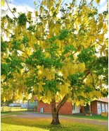 Cassia fistula, rare GOLDEN SHOWER TREE gold rush yellow flower seed 10 ... - $187.14 MXN