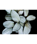 25 Pcs Silver Plate Calathea Seeds for Garden Planting - $10.99