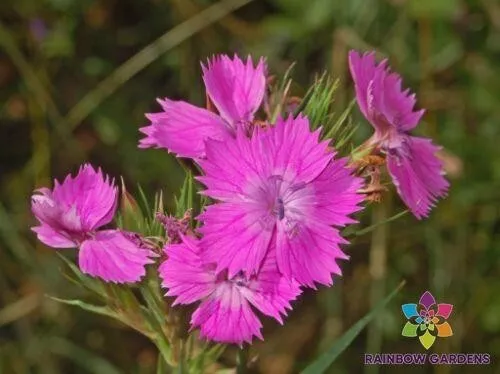 200 Needle Pink Carnation Seeds Fresh Seeds USA - $9.96