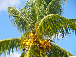 COCONUT (YELLOW) exotic plant palm tree Cocos Nucifera ready to pot ,1 live SEED - £13.50 GBP
