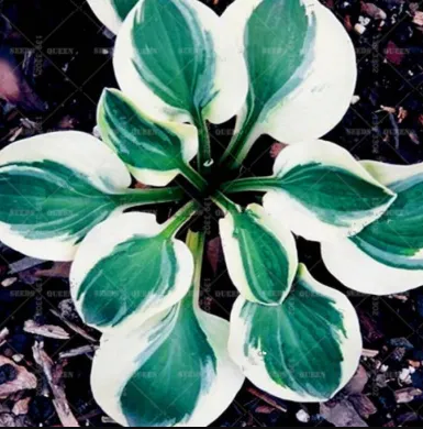 Hosta Fragrant Plantain Lily Bonsai Perennial Flower for Home Garden - $113.85 MXN