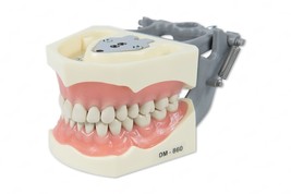 DENTAL TYPODONT MODEL 860 TEACHING MODEL FITS COLUMBIA BRAND REMOVABLE T... - £31.97 GBP