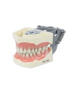 DENTAL TYPODONT MODEL 860 TEACHING MODEL FITS COLUMBIA BRAND REMOVABLE T... - £31.44 GBP