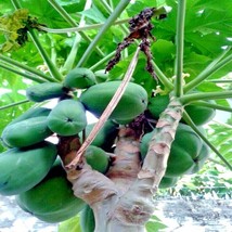 50 caribbean red lady carica papaya fruit tree seeds large melons indoor plant 6 thumb200