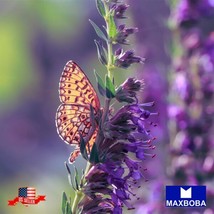 Hyssop Seeds Hyssopus Officinalis Nongmo Heirloom Herb Fresh Garden Us Seller - $3.78