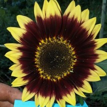 Florenza Sunflower Seeds Gardening USA Shipping - £8.67 GBP