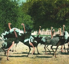 Pasadena California CA Cawson Ostrich Farm Ostriches Fighting 1904 Postcard - £3.07 GBP