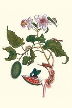 Urucu Tree a Phidias Firetip Butterfly by Maria Sibylla Merian - Art Print - £17.57 GBP+