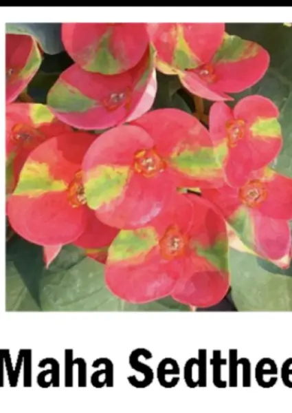 Maha Sedthee Crown Of Thorns Euphorbia Milii Christ Plant Starter Plant ... - £28.30 GBP
