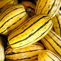 SML Delicata Squash Seeds 15 Organic Fl Grown Bulk Seeds - $12.69