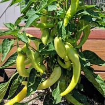 Sweet Banana pepper, PREMIUM HEIRLOOM  30+ seeds high yield 100% Organic... - $3.99