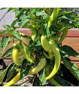 Sweet Banana pepper, PREMIUM HEIRLOOM  30+ seeds high yield 100% Organic... - $3.99