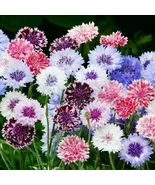 LWS Cornflower Bachelor Button Frosty Mix Garden 200 Seeds Fast Shipping - $9.80