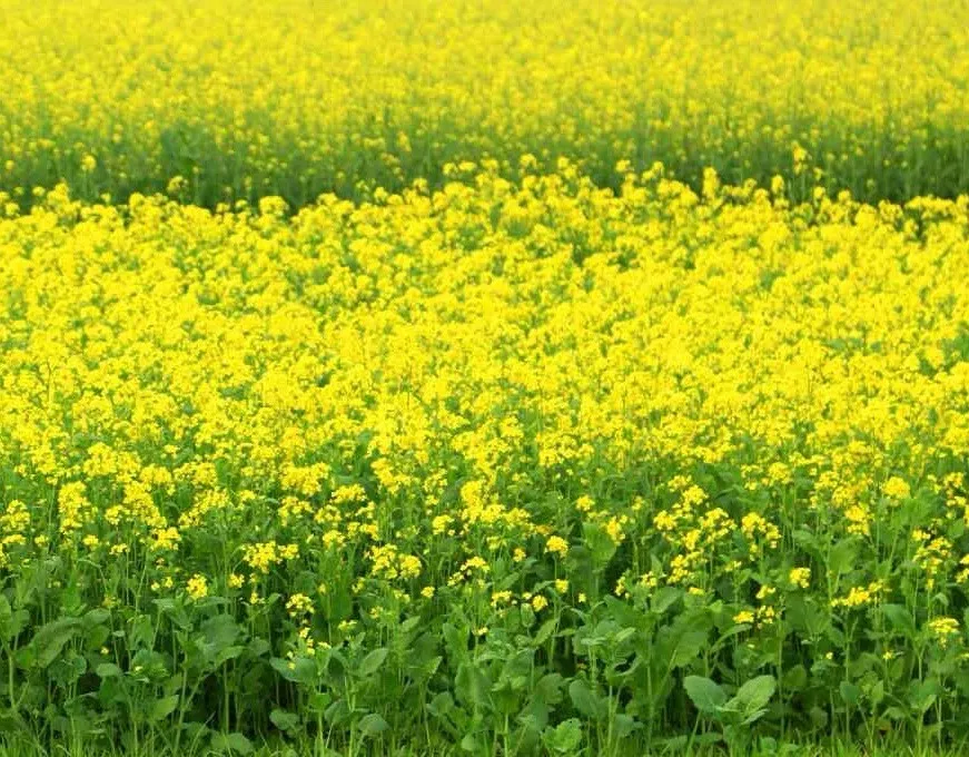 Black Mustard 1000 Seeds Brassica Nigra NON-GMO Heirloom From US - $7.99