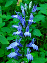 Giant Blue Lobelia 243 Seeds Lobelia Siphilitica Hardy Fresh Gardening USA SELLE - £6.48 GBP