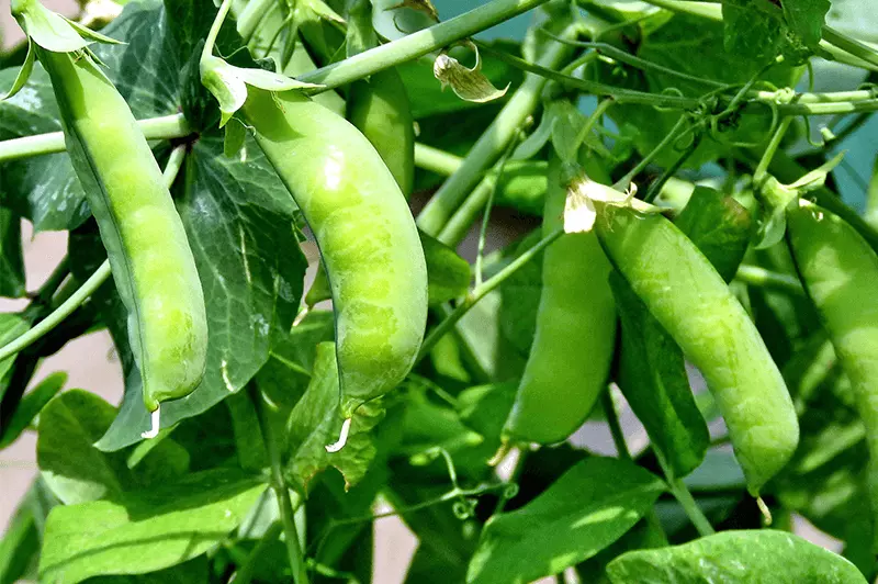 KS Sugar Snap Pea Heirloom Non Gmo Organic Planting 10 Seeds  - £7.23 GBP