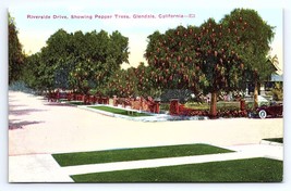 Postcard Riverside Drive Pepper Trees Glendale CA - £3.66 GBP