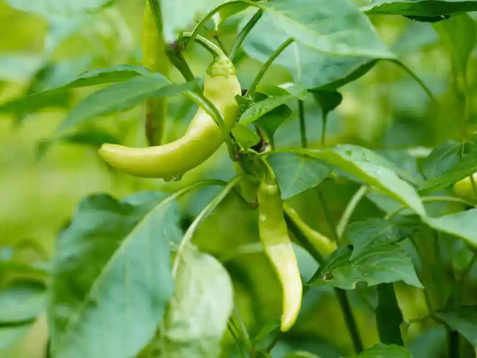 25 Fresh Seeds Italian Pepperoncini Pepper - $9.89