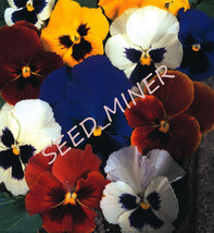 Pansy Swiss Giant 200+ Seeds Rich Colorsen Pollinated - £7.80 GBP