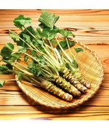 100 Pcs Japanese Horseradish Seeds Wasabi Seed Vegetables Plant Easy To ... - $17.04 CAD
