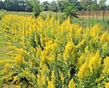 100 Seeds Showy Goldenrod Seeds Perennial Native Wildflower Pollinators ... - £7.20 GBP