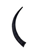 Yemenite Antelope Shofar, Judaica Shofar Size 33&quot; -Slightly Polished Kos... - $266.31