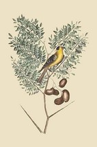 American Goldfinch by Mark Catesby - Art Print - £17.33 GBP+