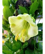 SMX 5 White Cathedral Bells Vine Cup &amp; Saucer Cobaea Scandens Alba Seeds... - €9,51 EUR