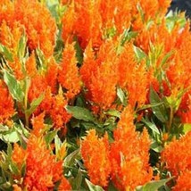 HS Celosia Plumosa  Glitters Orange  25 Seeds  - £4.76 GBP