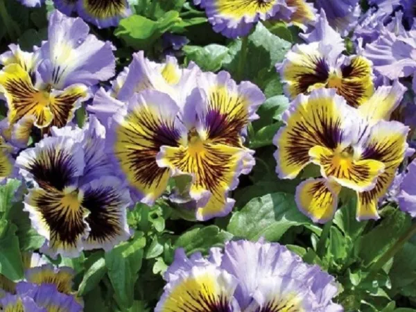 Mpb#3 Pansy Seeds Frizzle Sizzle Yellow Blue Swirl Flower Seeds 50 Seeds - £9.87 GBP