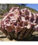 1 Piece Hoodia Gordonii Seed South African Weight Loss Indigenous Fresh ... - $13.72