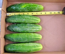 BPA 50 Seeds Straight 8&quot;&quot; Pickles Cucumber Seeds Organic Vegetable Garden Patio  - £7.16 GBP