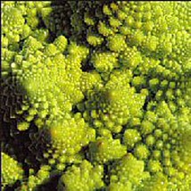 Romanesco Italia Broccoli Seeds Gardening Easy Grow USA SHIPPING - £4.31 GBP