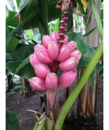 Pink Dwarf Banana - Musa velutina - 5+ seeds - £2.38 GBP