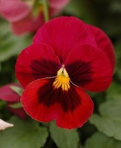 35 Colossus Red Pansy With Face Flower Seeds Long Lasting Annual - £13.18 GBP