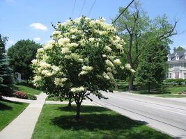 Fragrant Japanese Lilac tree, 10 seeds - $5.00