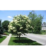Fragrant Japanese Lilac tree, 10 seeds - $5.00