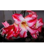 Imported &#39;Color Bell&#39; Adenium Desert rose 4 PCS Seeds - €9,65 EUR