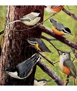 Chickadee Nuthatch Titmouse 1936 Bird Art Lithograph Color Plate Print D... - $54.86 CAD