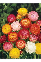 Strawflower Tall Double Mix 400 Seeds  From US - £5.19 GBP