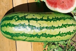 Bloomys Jubilee Watermelon 25-40 Lbs Very Sweet Organic 25 Seeds - £8.47 GBP