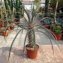 Elephant&#39;s Foot - Madagascar Palm - Pachypodium geayi - 10+ Seeds - W 191 - $104.30 MXN