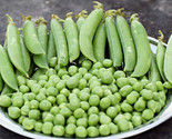 140 Seeds Sugar Ann Snap Pea Seeds Non - Gmo Fast Shipping - $8.99