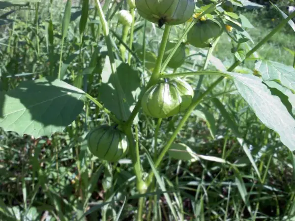 (Toma Verde) Tomatillo Seeds 50 Seeds 75 Days Tomato Seeds - £9.19 GBP