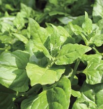 New Zealand Spinach (30-12,800) Seeds Tetragonia Bulk Drought & Heat tolerant OP - $1.87+